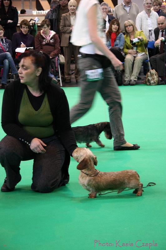 Crufts2011_2 518.jpg